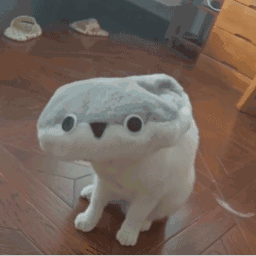 圆头猫